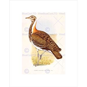 Wee Blue Coo PAINTING BIRDS SOUTH AFRICA HORSBRUGH LUDWIGS BUSTARD FRAMED ART PRINT B12X12850 Wee Blue Coo PAINTING BIRDS SOUTH AFRICA HORSBRUGH LUDWIGS BUSTARD FRAMED ART PRINT B12X12850
