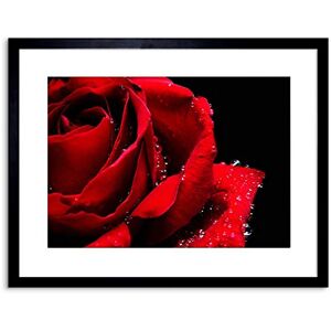 Wee Blue Coo PHOTO NATURE PLANT FLOWER ROSE RED ROMANTIC HOME FRAMED PRINT F97X4248 Wee Blue Coo PHOTO NATURE PLANT FLOWER ROSE RED ROMANTIC HOME FRAMED PRINT F97X4248