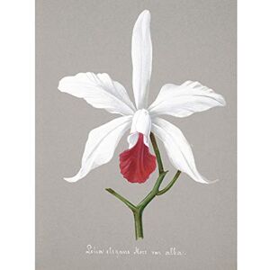Wee Blue Coo Book Page Orchid Collection Lelia Elegans Large Wall Art Poster Print Thick Paper 18X24 Inch Wee Blue Coo Book Page Orchid Collection Lelia Elegans Large Wall Art Poster Print Thick Paper 18X24 Inch