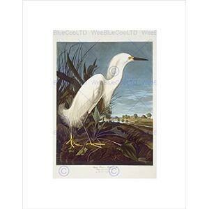 Wee Blue Coo Audubon American Snowy Heron Egret Wall Art Print Wee Blue Coo Audubon American Snowy Heron Egret Wall Art Print