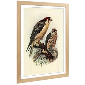 Big Box Art Framed Print of Vintage Natural History South African Lanner Design Wall Art Picture Home Decor for Kitchen, Living Room, Bedroom, Hallway, Oak, A2 / 24.5x18 Inch / 62x45cm Big Box Art Framed Print of Vintage Natural History South African Lanner Design Wall Art Picture Home Decor for Kitchen, Living Room, Bedroom, Hallway, Oak, A2 / 24.5x18 Inch / 62x45cm