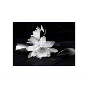 Wee Blue Coo White Flower Bloom Black Background Picture Wall Art Print Wee Blue Coo White Flower Bloom Black Background Picture Wall Art Print