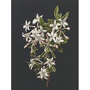 Artery8 De Gijselaar Branch Of Azaleas In Bloom Flowers Art Print Canvas Premium Wall Decor Poster Mural Artery8 De Gijselaar Branch Of Azaleas In Bloom Flowers Art Print Canvas Premium Wall Decor Poster Mural