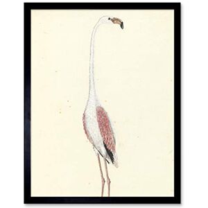 Artery8 Gordon Greater Flamingo Bird Nature Drawing Art Print Framed Poster Wall Decor 12x16 inch Artery8 Gordon Greater Flamingo Bird Nature Drawing Art Print Framed Poster Wall Decor 12x16 inch