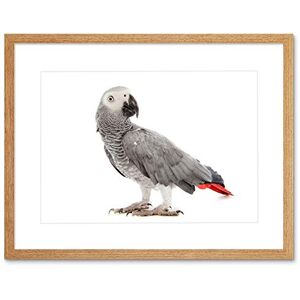 Wee Blue Coo Photo Nature Animal Bird African Grey Parrot Framed Wall Art Print Wee Blue Coo Photo Nature Animal Bird African Grey Parrot Framed Wall Art Print