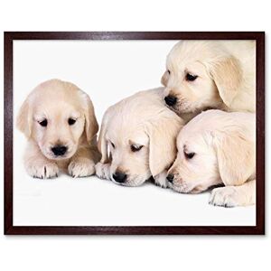 Wee Blue Coo Puppys Baby Golden Retriever Dogs Pets Art Print Framed Poster Wall Decor 12X16 Inch Wee Blue Coo Puppys Baby Golden Retriever Dogs Pets Art Print Framed Poster Wall Decor 12X16 Inch