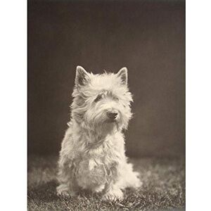 Wee Blue Coo Photography Black White 1930S Westie Dog Animal Art Print Poster Wall Decor 12X16 Inch Wee Blue Coo Photography Black White 1930S Westie Dog Animal Art Print Poster Wall Decor 12X16 Inch