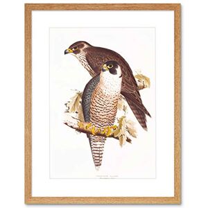Wee Blue Coo Painting Birds Gould Lear Peregrine Falcon Pair Framed Wall Art Print Wee Blue Coo Painting Birds Gould Lear Peregrine Falcon Pair Framed Wall Art Print