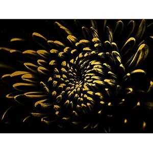 Artery8 Gold Effect Yellow Black Flower Close Up Nature Flora Unframed Wall Art Print Poster Home Decor Premium Artery8 Gold Effect Yellow Black Flower Close Up Nature Flora Unframed Wall Art Print Poster Home Decor Premium