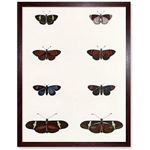 Wee Blue Coo Nature Study Humboldt Butterflies Dark Art Print Framed Poster Wall Decor 12x16 inch Wee Blue Coo Nature Study Humboldt Butterflies Dark Art Print Framed Poster Wall Decor 12x16 inch
