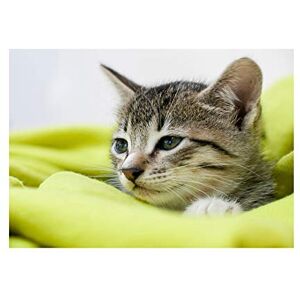 Wee Blue Coo Photo Cute Tabby Cat Kitten Blanket Wall Art Print Wee Blue Coo Photo Cute Tabby Cat Kitten Blanket Wall Art Print