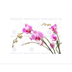 Wee Blue Coo Orchid Flower Pink Blossom Art Wall Art Print Wee Blue Coo Orchid Flower Pink Blossom Art Wall Art Print