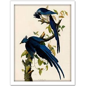 Artery8 Audubon Birds Columbia Jay Painting Artwork Framed Wall Art Print 18X24 Inch Artery8 Audubon Birds Columbia Jay Painting Artwork Framed Wall Art Print 18X24 Inch