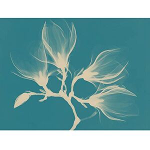 Fine Art Prints Magnolia Branch Xray Blue Large Wall Art Print Canvas Premium Poster Fine Art Prints Magnolia Branch Xray Blue Large Wall Art Print Canvas Premium Poster