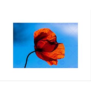Wee Blue Coo Poppy Blue Bloom Red Close Up Black Frame Framed Art Print Picture Mount B12X9664 Wee Blue Coo Poppy Blue Bloom Red Close Up Black Frame Framed Art Print Picture Mount B12X9664