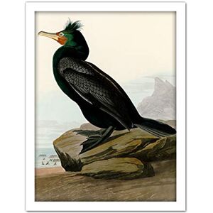 Artery8 Audubon Birds Double Crest Cormorant Painting Artwork Framed Wall Art Print 18X24 Inch Artery8 Audubon Birds Double Crest Cormorant Painting Artwork Framed Wall Art Print 18X24 Inch