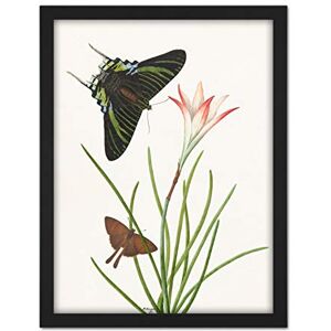 Artery8 Paul Gabriel Two Butterflies With A Lily Painting Artwork Framed Wall Art Print 18X24 Inch Artery8 Paul Gabriel Two Butterflies With A Lily Painting Artwork Framed Wall Art Print 18X24 Inch