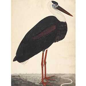 Artery8 Black Stork In A Landscape Indian Watercolour Bird Painting Premium Wall Art Canvas Print 18X24 Inch Artery8 Black Stork In A Landscape Indian Watercolour Bird Painting Premium Wall Art Canvas Print 18X24 Inch