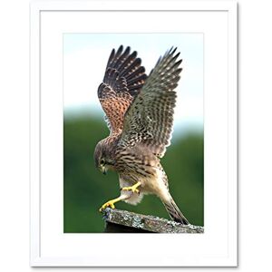 Wee Blue Coo Kestrel Bird Prey Raptor Action Art Picture Framed Wall Art Print Wee Blue Coo Kestrel Bird Prey Raptor Action Art Picture Framed Wall Art Print
