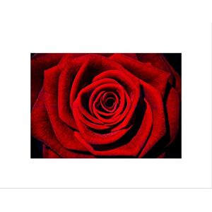 Wee Blue Coo Nature Plant Flower Beautiful Red Rose Romance Wall Art Print Wee Blue Coo Nature Plant Flower Beautiful Red Rose Romance Wall Art Print