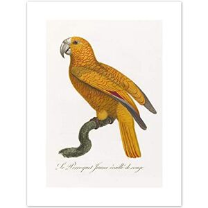 Fine Art Prints Orange Bird Vintage Illustration Art Print Canvas Premium Wall Decor Poster Fine Art Prints Orange Bird Vintage Illustration Art Print Canvas Premium Wall Decor Poster