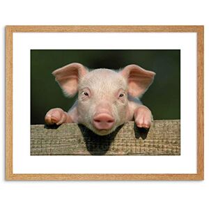 Wee Blue Coo 9x7 '' PHOTO ANIMAL PIG PIGLET CUTE FARM PINK BABY BABE FRAMED ART PRINT F97X804 Wee Blue Coo 9x7 '' PHOTO ANIMAL PIG PIGLET CUTE FARM PINK BABY BABE FRAMED ART PRINT F97X804