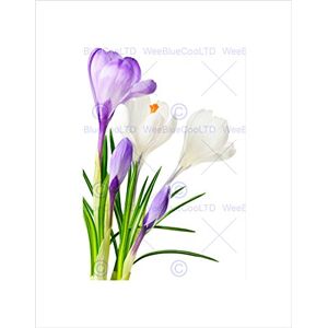 Wee Blue Coo Purple White Spring Flowers Bloom Art Picture Wall Art Print Wee Blue Coo Purple White Spring Flowers Bloom Art Picture Wall Art Print