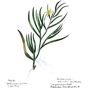 Fine Art Prints Flower Plant Botany John Torry Art Print Canvas Premium Wall Decor Poster Fine Art Prints Flower Plant Botany John Torry Art Print Canvas Premium Wall Decor Poster