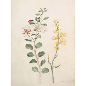 Artery8 Capers Gorse Beetle Nature Flowers Painting Unframed Wall Art Print Poster Home Decor Premium Artery8 Capers Gorse Beetle Nature Flowers Painting Unframed Wall Art Print Poster Home Decor Premium