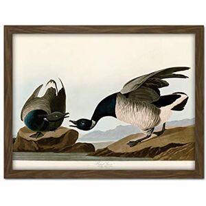 Artery8 Audubon Birds America Brant Goose Artwork Framed Wall Art Print 18X24 Inch Artery8 Audubon Birds America Brant Goose Artwork Framed Wall Art Print 18X24 Inch