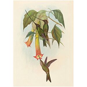 Wee Blue Coo Painting Bird Gould Sword Billed Hummingbird Wall Art Print Wee Blue Coo Painting Bird Gould Sword Billed Hummingbird Wall Art Print