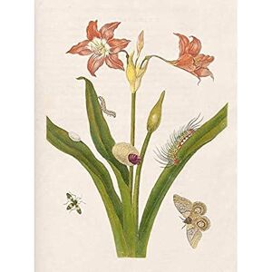 Artery8 Merian Metamorphosis Flower Plant Insects Painting Unframed Wall Art Print Poster Home Decor Premium Artery8 Merian Metamorphosis Flower Plant Insects Painting Unframed Wall Art Print Poster Home Decor Premium