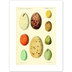 Fine Art Prints French Eggs Vintage Illustration Art Print Canvas Premium Wall Decor Poster Fine Art Prints French Eggs Vintage Illustration Art Print Canvas Premium Wall Decor Poster