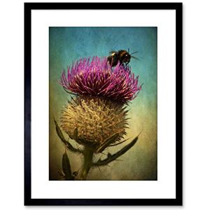 Wee Blue Coo Photo Bumble Bee Thistle Flower Scotland Framed Wall Art Print Wee Blue Coo Photo Bumble Bee Thistle Flower Scotland Framed Wall Art Print