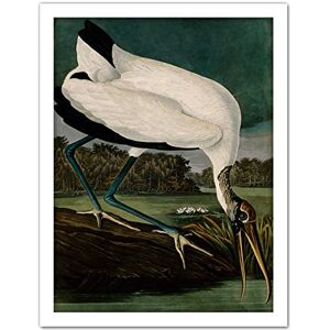 Artery8 Audubon Birds Wood Ibis Painting Artwork Framed Wall Art Print 18X24 Inch Artery8 Audubon Birds Wood Ibis Painting Artwork Framed Wall Art Print 18X24 Inch