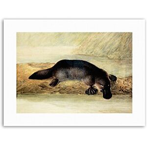 Wee Blue Coo Platypus River Bank Duck Billed New Painting Canvas Art Print Wee Blue Coo Platypus River Bank Duck Billed New Painting Canvas Art Print