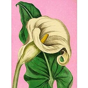 Fine Art Prints Calla Lily Painting Unframed Art Print Poster Wall Decor 12x16 inch Fine Art Prints Calla Lily Painting Unframed Art Print Poster Wall Decor 12x16 inch