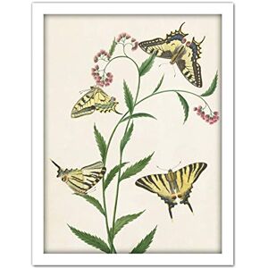 Artery8 Paul Gabriel Four Butterflies On Flowers Painting Artwork Framed Wall Art Print 18X24 Inch Artery8 Paul Gabriel Four Butterflies On Flowers Painting Artwork Framed Wall Art Print 18X24 Inch