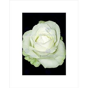 Wee Blue Coo WHITE ROSE FLOWER MACRO BLACK FRAME FRAMED ART PRINT PICTURE MOUNT B12X9023 Wee Blue Coo WHITE ROSE FLOWER MACRO BLACK FRAME FRAMED ART PRINT PICTURE MOUNT B12X9023