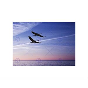 Wee Blue Coo Flying Swans Silhouette Sunset Art Picture Wall Art Print Wee Blue Coo Flying Swans Silhouette Sunset Art Picture Wall Art Print
