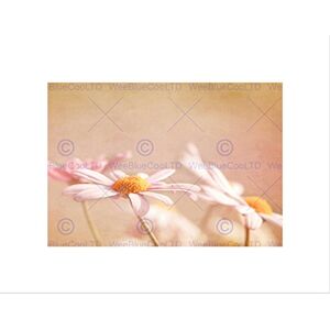 Wee Blue Coo PINK VINTAGE DAISY FLOWER BLACK FRAME FRAMED ART PRINT PICTURE MOUNT B12X8569 Wee Blue Coo PINK VINTAGE DAISY FLOWER BLACK FRAME FRAMED ART PRINT PICTURE MOUNT B12X8569