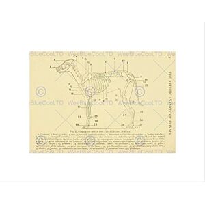 Wee Blue Coo DRAWING PAGE ANATOMY DIAGRAM ANIMALS HAYWOOD DOG FRAMED ART PRINT B12X12824 Wee Blue Coo DRAWING PAGE ANATOMY DIAGRAM ANIMALS HAYWOOD DOG FRAMED ART PRINT B12X12824