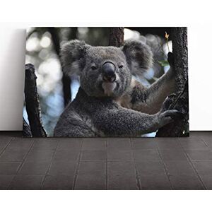 Big Box Art Koala Bear (1) Canvas Print Gallery Wrapped 30mm Frame Wall Art 20x14 inches Ready to Hang Modern Animals Picture Living Room Bedroom Lounge Office Big Box Art Koala Bear (1) Canvas Print Gallery Wrapped 30mm Frame Wall Art 20x14 inches Ready to Hang Modern Animals Picture Living Room Bedroom Lounge Office