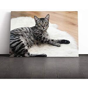Big Box Art Resting Cat Canvas Print Gallery Wrapped 30mm Frame Wall Art 30x20 inches Ready to Hang Modern Animals Picture Living Room Bedroom Lounge Office Big Box Art Resting Cat Canvas Print Gallery Wrapped 30mm Frame Wall Art 30x20 inches Ready to Hang Modern Animals Picture Living Room Bedroom Lounge Office