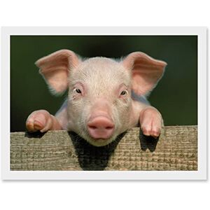 Artery8 - Pig Piglet - Pink - A4 - Wall Art Print Artery8 - Pig Piglet - Pink - A4 - Wall Art Print
