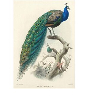 Wee Blue Coo Animal Peacock Bird Scientific Pavo Cristatus Picture Wall Art Print Wee Blue Coo Animal Peacock Bird Scientific Pavo Cristatus Picture Wall Art Print