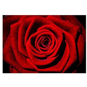 Wee Blue Coo Photo Flower Nature Plant Red Rose Romance Wall Art Print Wee Blue Coo Photo Flower Nature Plant Red Rose Romance Wall Art Print