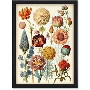 Artery8 Vintage Botanical Illustration Ernst Haeckel Style Plant Study Modern Watercolour Painting Artwork Framed Wall Art Print A4 Artery8 Vintage Botanical Illustration Ernst Haeckel Style Plant Study Modern Watercolour Painting Artwork Framed Wall Art Print A4