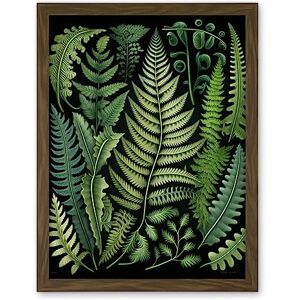 Artery8 Ernst Haeckel Style Fern Fronds Leaf Illustration Artwork Framed Wall Art Print 18X24 Inch Artery8 Ernst Haeckel Style Fern Fronds Leaf Illustration Artwork Framed Wall Art Print 18X24 Inch