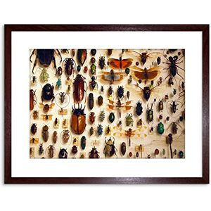 Wee Blue Coo NATURE PHOTO TAXIDERMY VARIED INSECT CABINET FRAMED ART PRINT POSTER F97X11983 Wee Blue Coo NATURE PHOTO TAXIDERMY VARIED INSECT CABINET FRAMED ART PRINT POSTER F97X11983